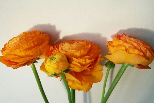 花卉采購(gòu)APP開(kāi)發(fā)的功能及其優(yōu)勢(shì)(圖3)