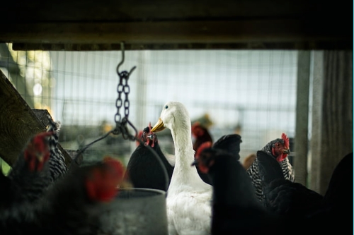 關(guān)于家禽養(yǎng)殖APP開(kāi)發(fā)的特點(diǎn)