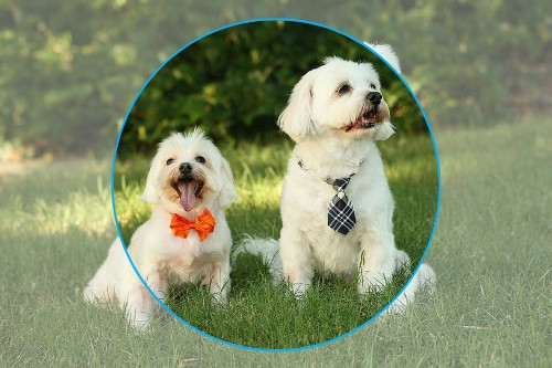 寵物醫(yī)療APP開發(fā)可行性分析